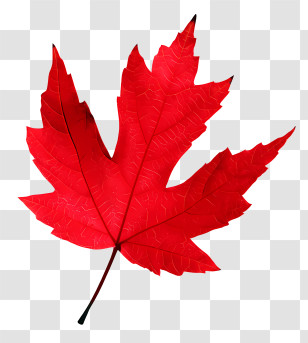 Leaf - Orange Maple Leaf On Transparent Background Transparent PNG