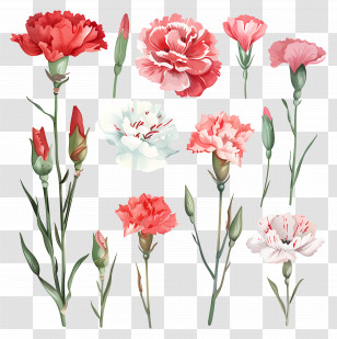 Carnations - Stylized Red And Pink Carnation Flowers Transparent PNG