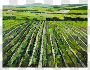 Pasture Field - Green Vineyard Landscape Transparent PNG
