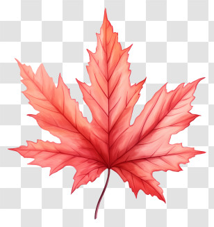 Red Maple Leaf - Orange Maple Leaf For Autumn Artwork Transparent PNG