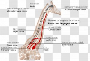 recurrent laryngeal nerve giraffe