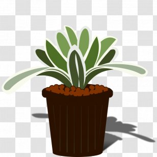 Bromelia Aechmea Chantinii Tillandsia - Flowerpot - Bromeliad Transparent PNG