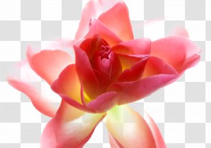 Garden Roses Centifolia Flower Petal - Fantasy Flowers Transparent PNG