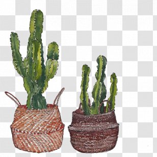 Cactaceae Painting Euclidean Vector Paper - Cactus Transparent PNG