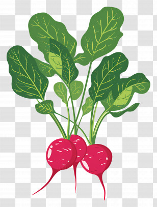 Red Radishes - Fresh Red Radishes With Green Leaves Transparent PNG