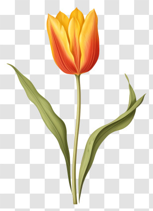 Yellow Tulip - Yellow Tulip Flower Illustration Transparent PNG