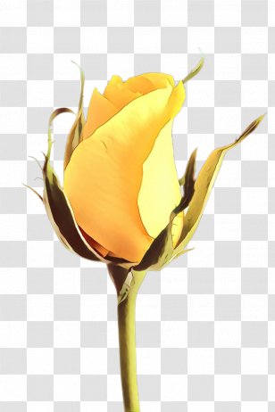 Flowers Background - Still Life Photography - Garden Roses Transparent PNG