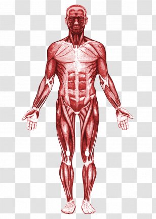 Homo Sapiens Fundamentals Of Anatomy And Physiology Human Muscle - Frame - Hand Transparent PNG