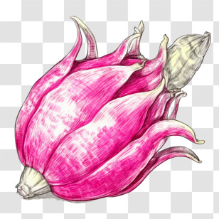 Sketch Dragon Fruit
 - Sketch Of Dragon Fruit Transparent PNG