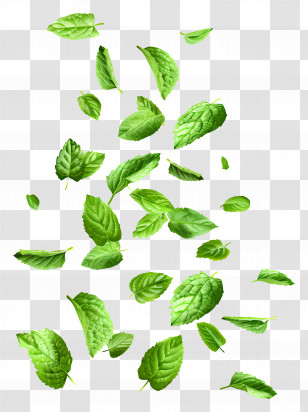 Falling Leaves - Falling Fresh Green Mint Leaves Transparent PNG