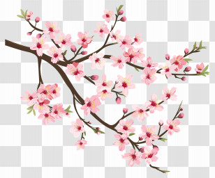Cherry Blossom - Pink Cherry Blossom Branch Illustration Transparent PNG