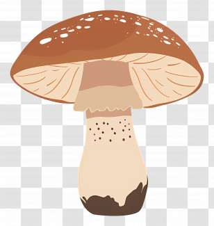 Boletus Mushroom - Brown Mushroom Illustration Transparent PNG