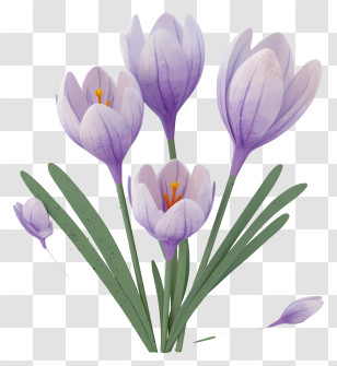 Purple Crocuses - Lavender Crocus Flowers In Spring Transparent PNG