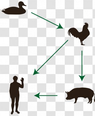 Cat Avian Influenza Mammal Disease Animal - Dog Transparent PNG