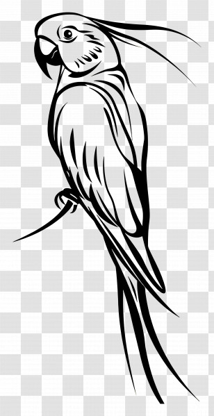 Parrot - Parrot Line Art Illustration Transparent PNG