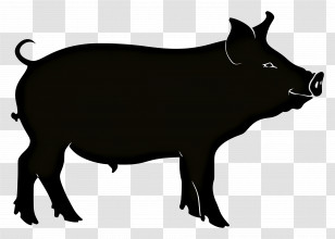 Pig Silhouette - Black Pig Silhouette Vector Illustration Transparent PNG