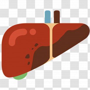 Liver - Cartoon Liver Illustration For Educational Purposes Transparent PNG