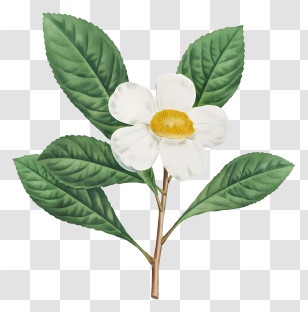 White Tea Plant - White Flower And Green Leaves Botanical Illustration Transparent PNG