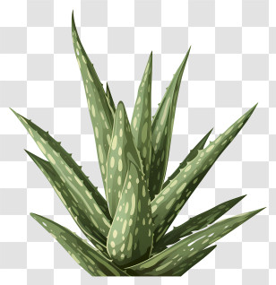 Aloe Vera Leaf - Detailed Aloe Vera Plant Illustration Transparent PNG