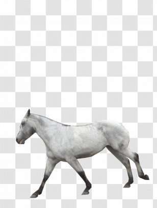 American Paint Horse Pony Mustang Foal Stallion - Galloping Transparent PNG