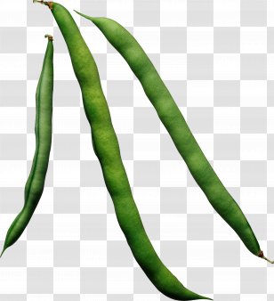 Common Bean Green Vegetable Food - Plant - Pea Transparent PNG
