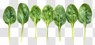 Spinach - Fresh Spinach Leaves Transparent PNG