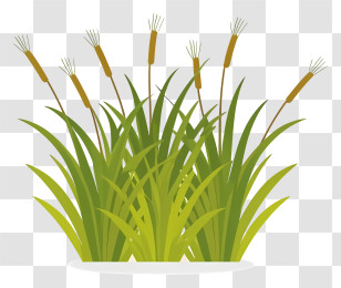 Grass - Cattails In Marsh Illustration Transparent PNG