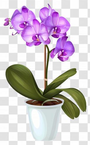 Orchid Flower - Purple Orchid Potted Plant Transparent PNG