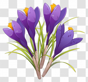 Saffron Crocus - Beautiful Purple Crocus Flowers Transparent PNG