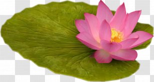 Nelumbo Nucifera Internet Clip Art - Lilly Pad Transparent PNG