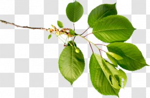 Web Page Leaf Flower Clip Art - Ucoz - Plant Stem Transparent PNG