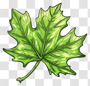 Cartoon Leaf - Green Leaf Illustration Transparent PNG