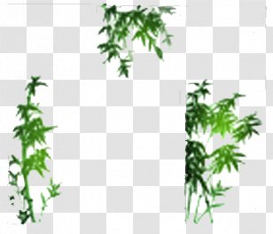 Photography Bamboo Drawing - Green - Ink Transparent PNG