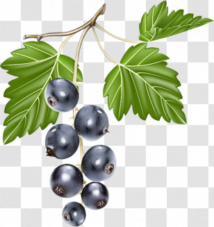 Berry Plant Leaf Fruit Currant Transparent PNG
