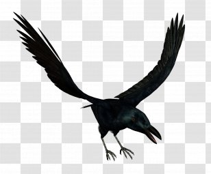 Bird Crows Download - Of Prey Transparent PNG