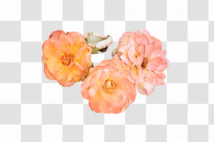 Garden Roses Transparent PNG