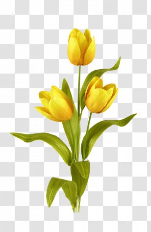 Tulip Mania Flower Bouquet Bulb - Vase - Blooming Yellow Tulips Transparent PNG
