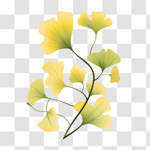Ginkgo Biloba Leaves - Yellow Ginkgo Leaves Illustration Transparent PNG