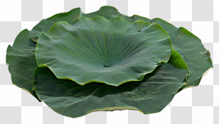 Lotus Leaf - Green Lotus Leaves Illustration Transparent PNG