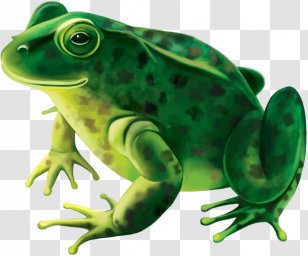 Frog Stock Photography Royalty-free - Tree Transparent PNG