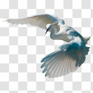 Bird Crane Cygnini Transparent PNG