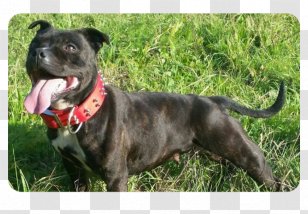 Dog Breed Staffordshire Bull Terrier American Pit Patterdale - Sporting Group - Dogue De Bordeaux Transparent PNG