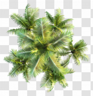 Coconut Tree Top View - Green Tropical Palm Trees Transparent PNG