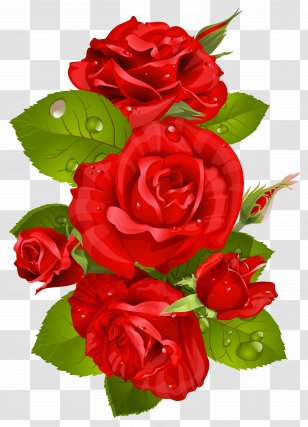 Rose Flower Pink Clip Art - Garden Roses - Red Transparent PNG