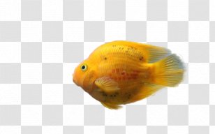 Goldfish Feeder Fish Painting - Orange Transparent PNG