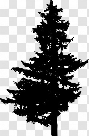 Pine Spruce Fir Christmas Tree Transparent PNG