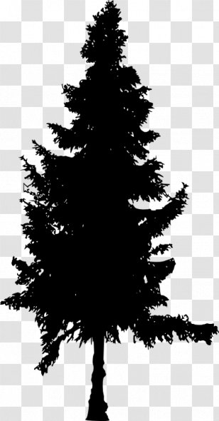 Spruce Fir Pine Christmas Tree - Family Transparent PNG