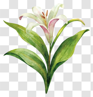 White Lily - White Lily Flower Painting Transparent PNG