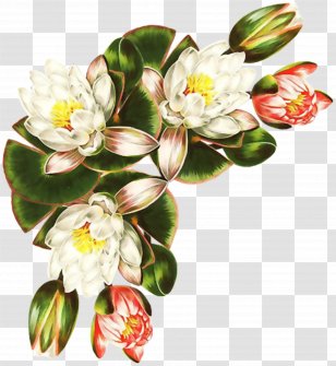 Botany Botanical Illustration Decoupage Painting Flower - Plant - Lotus Transparent PNG