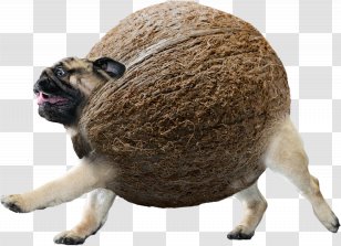 Pug The Elder Scrolls Online Puppy Dog Breed Snout Transparent PNG